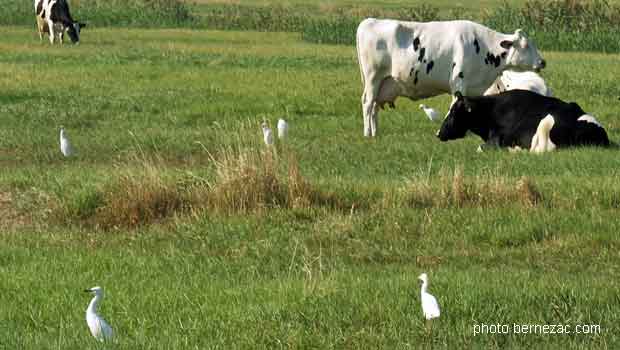 Le marais de Brouage - aigrettes et vaches