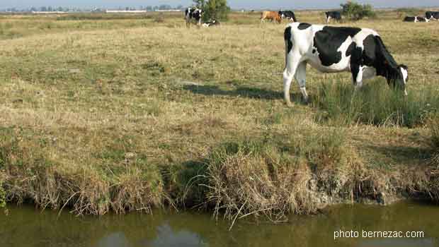 élevage dans le marais de Brouage