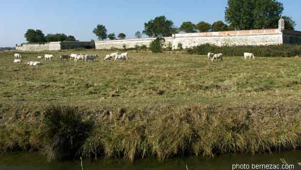 élevage dans le marais de Brouage