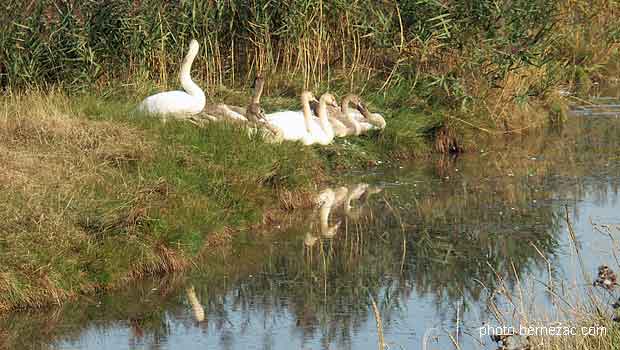 Le marais de Brouage - cygnes