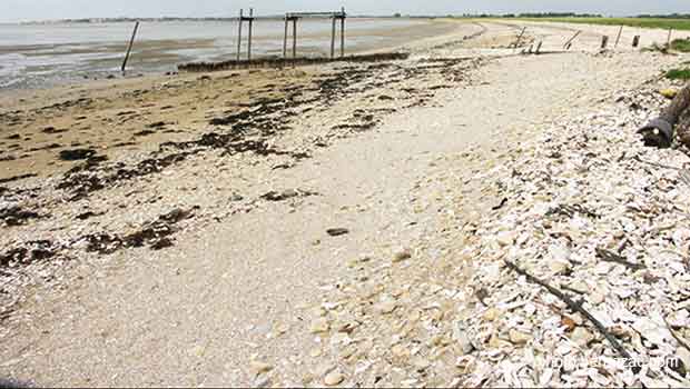 la réserve naturelle du marais d'Yves d'Yves