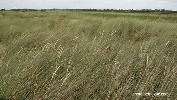 la réserve naturelle du marais d'Yves d'Yves