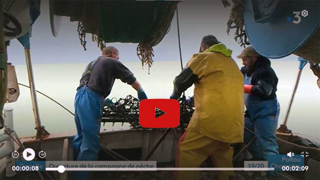 pêche coquilles saint-jacques dans les pertuis charentais