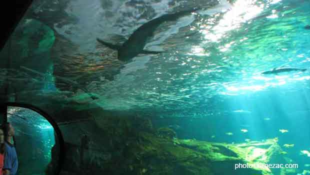 aquarium La Rochelle