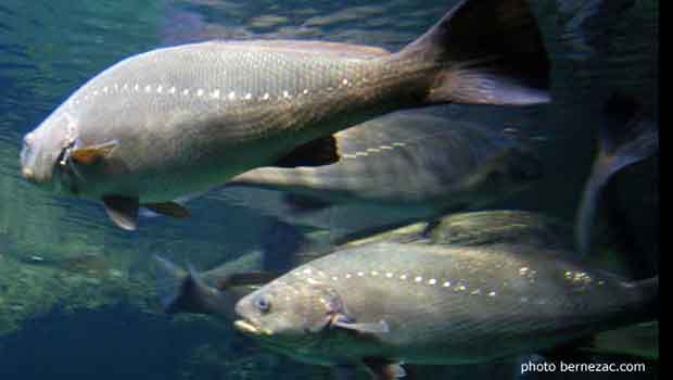 aquarium La Rochelle, le maigre