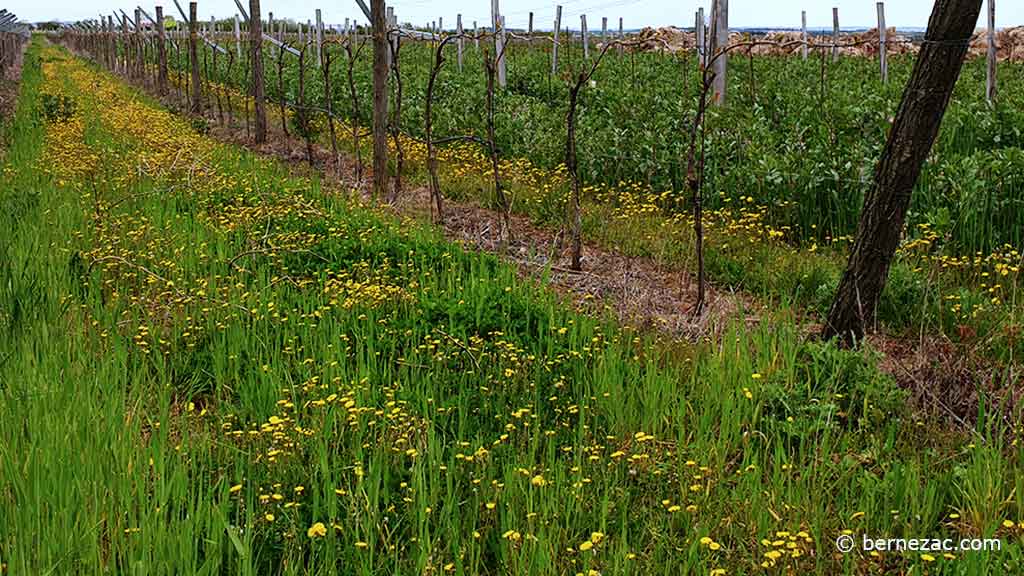 avril dans les vignes