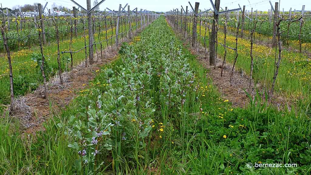 avril dans les vignes