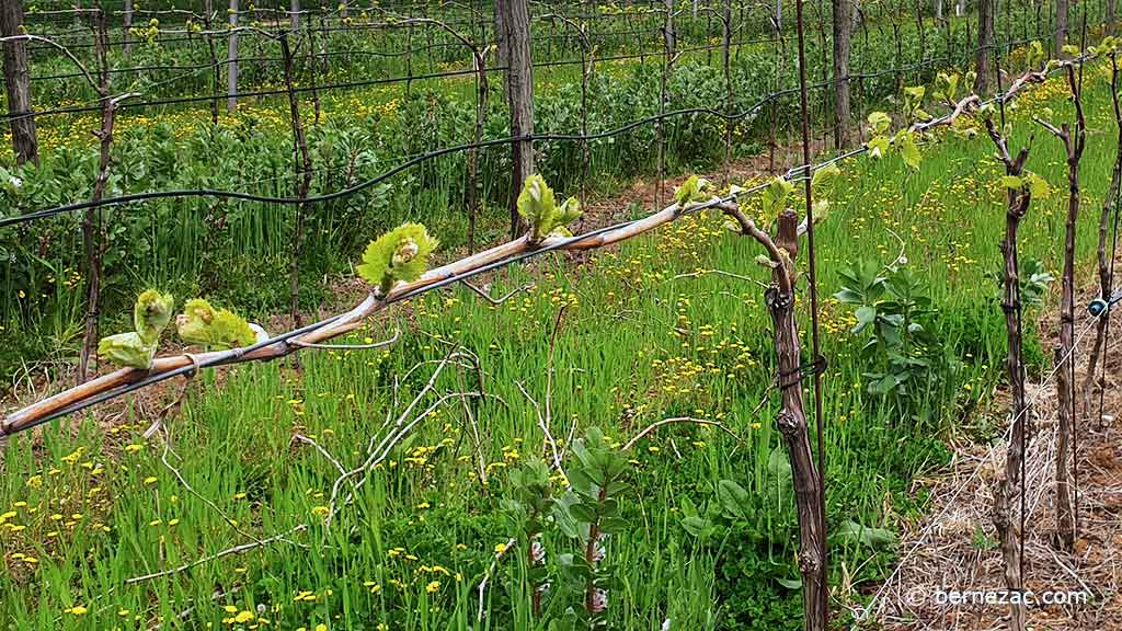 avril dans les vignes