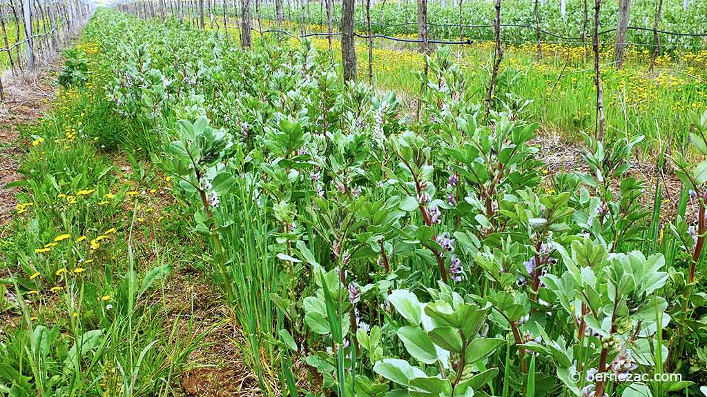 avril dans les vignes