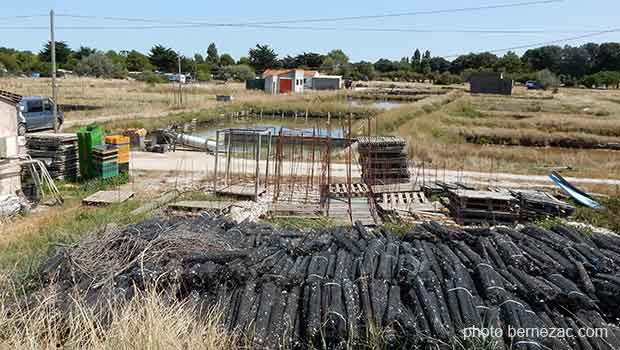 Port-des-Barques, ostréiculture