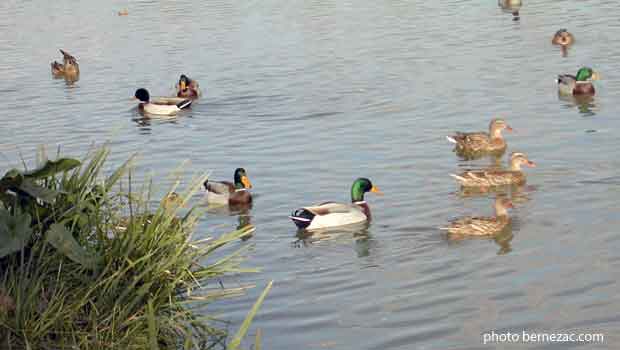 Port Maubert - le chenal et les canards