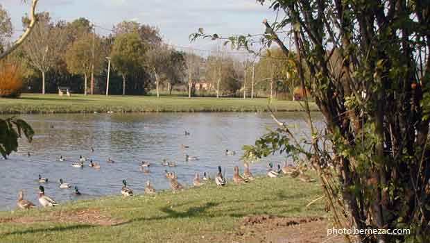 Port Maubert - le chenal, les canards