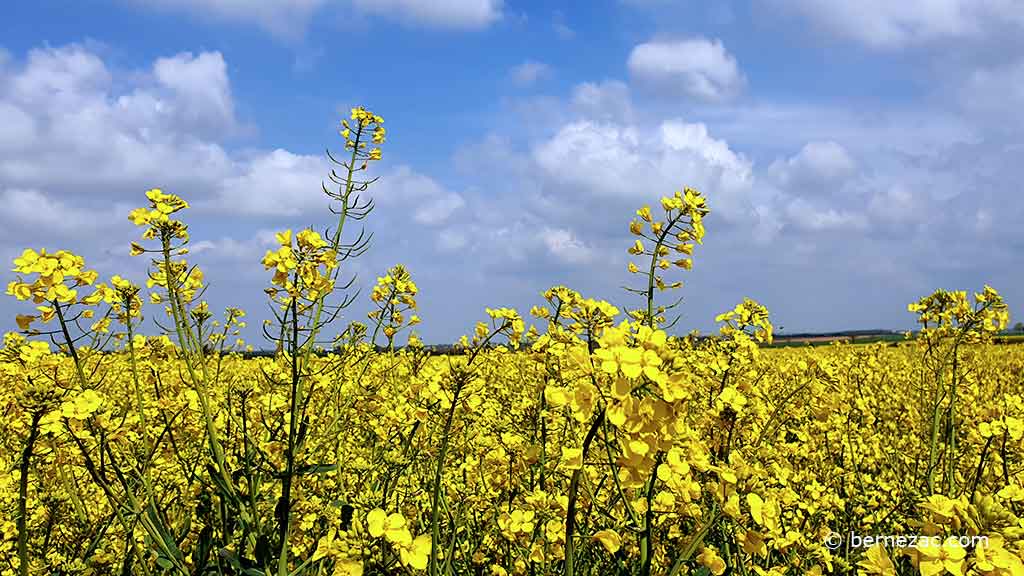 couleurs d'avril en Nouvelle Aquitaine 