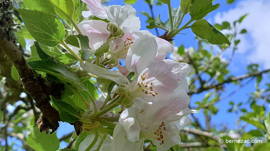 les pommiers en fleurs