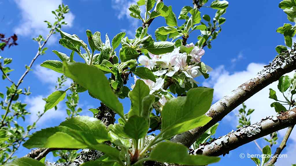 les pommiers en fleurs