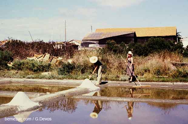 ile de ré, marais salants en 1981