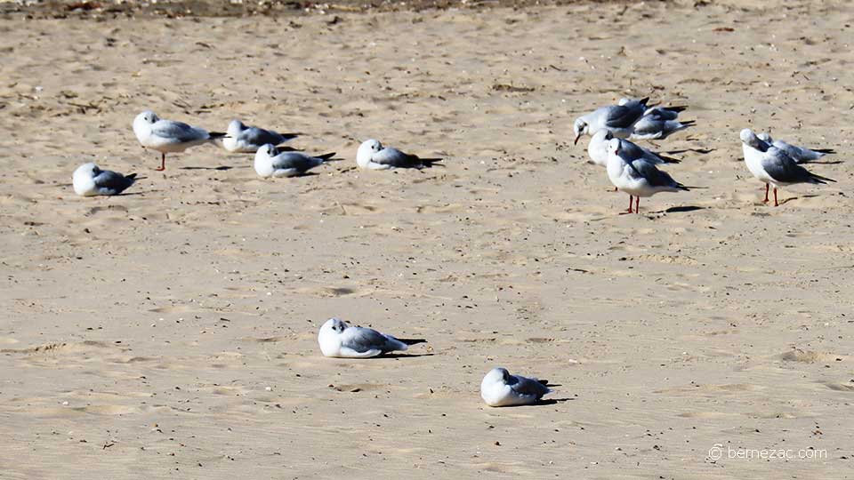 saint-georges-de-didonne, plage de Vallières