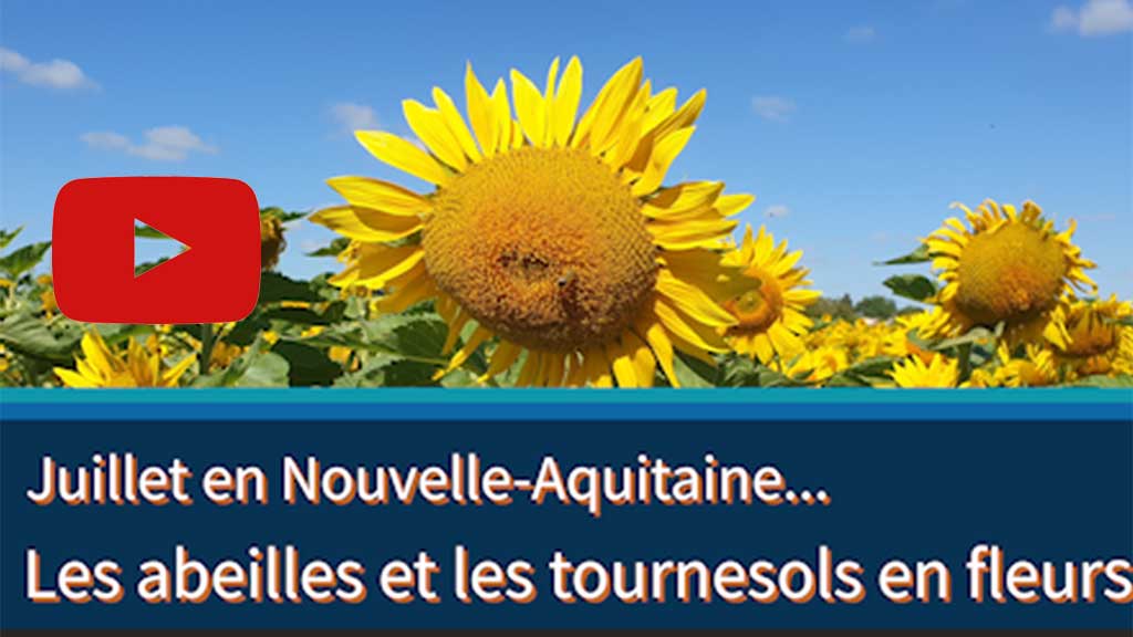 les abeilles et les tournesols