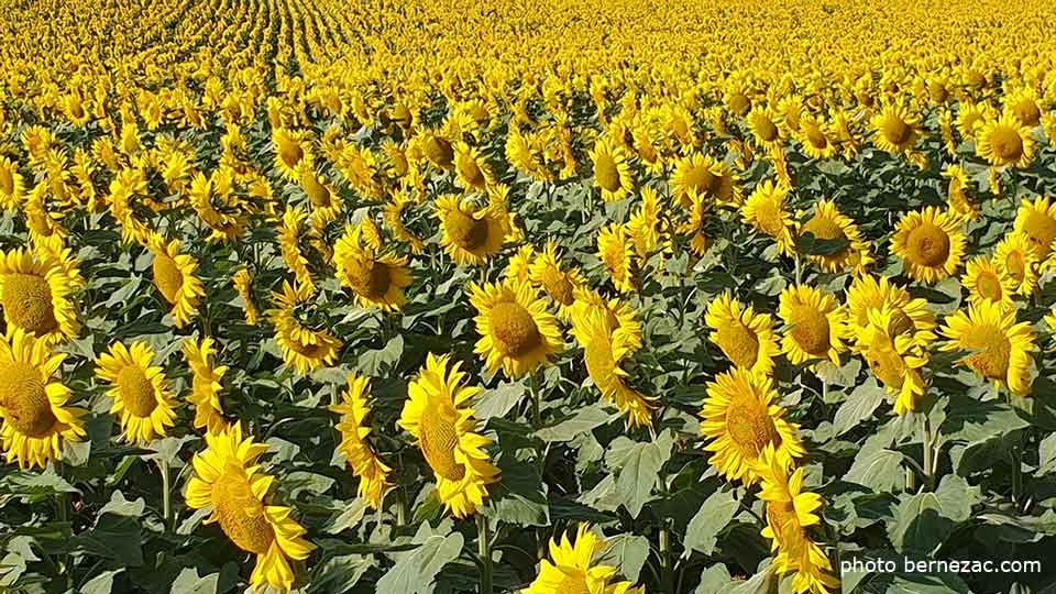 tournesols en Nouvelle-Aquitaine