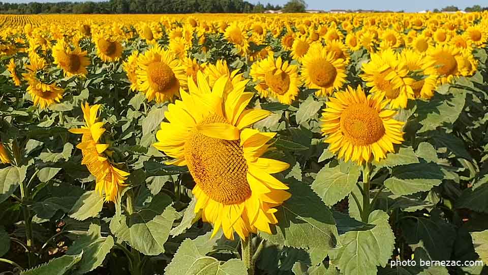 tournesols en Nouvelle-Aquitaine