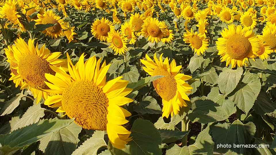 tournesols en Nouvelle-Aquitaine