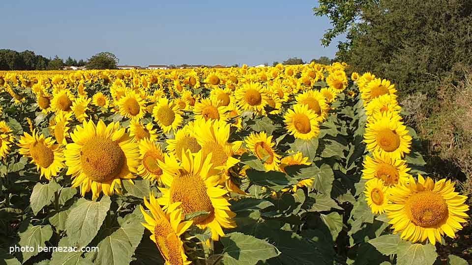 tournesols en Nouvelle-Aquitaine