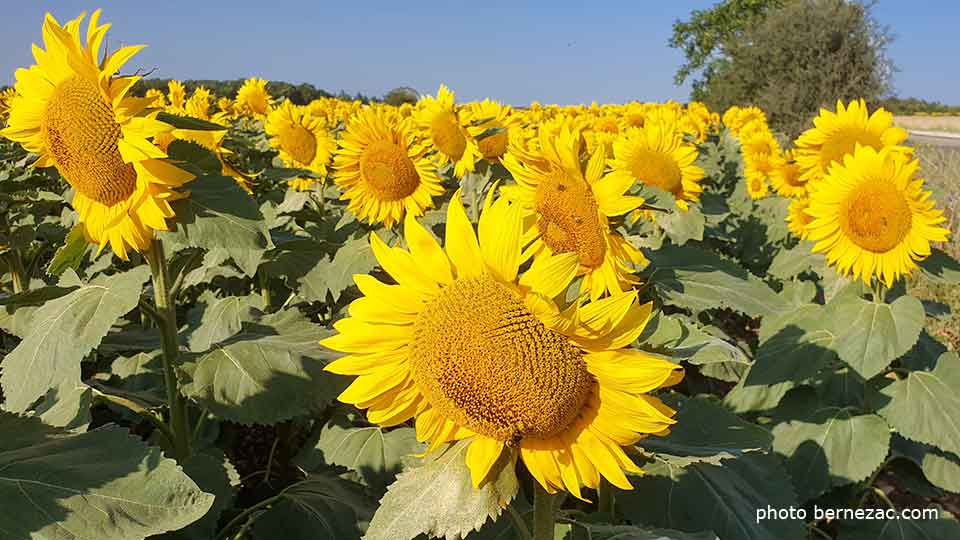 tournesols en Nouvelle-Aquitaine