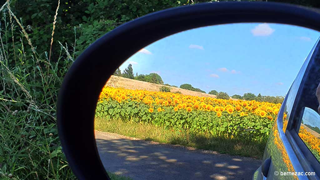 juillet, les tournesols en Nouvelle-Aquitaine