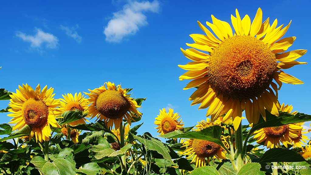 juillet, les tournesols en Nouvelle-Aquitaine