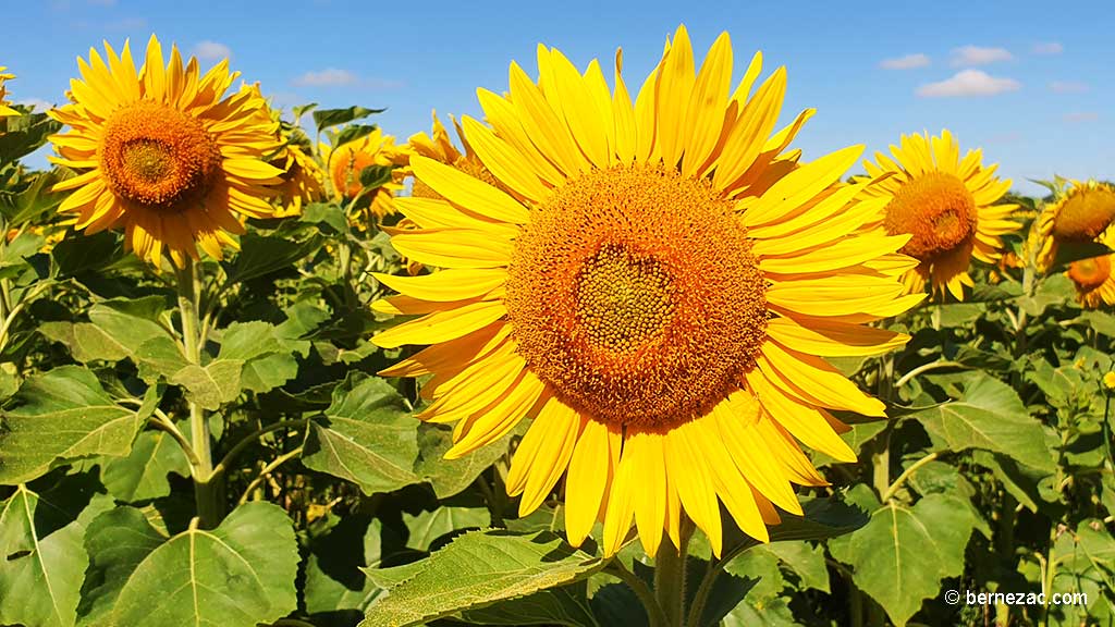 juillet, les tournesols en Nouvelle-Aquitaine