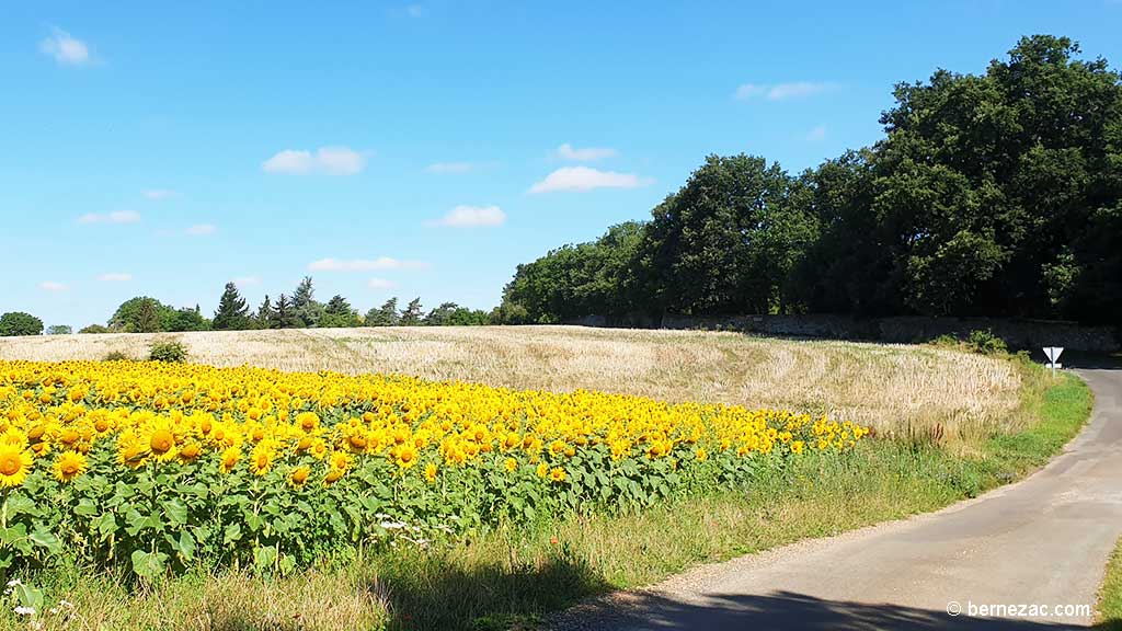 juillet, les tournesols en Nouvelle-Aquitaine