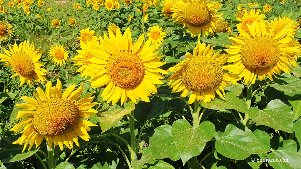 juillet, les tournesols en Nouvelle-Aquitaine