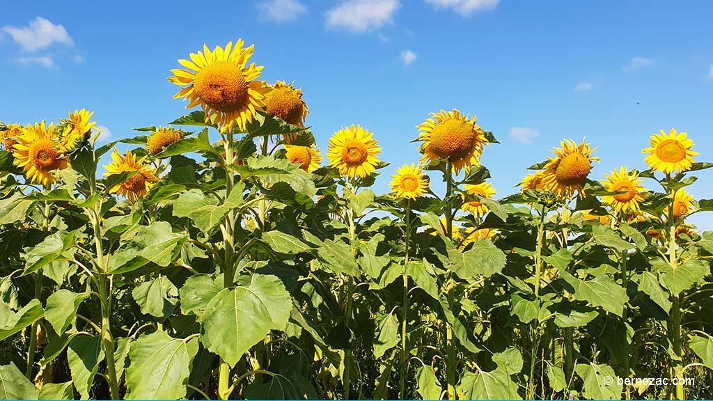 juillet, les tournesols en Nouvelle-Aquitaine