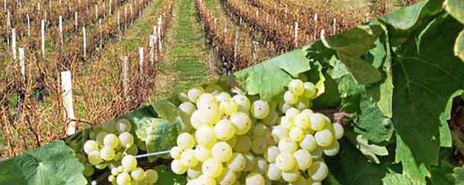 la vigne de la taille aux vendanges 