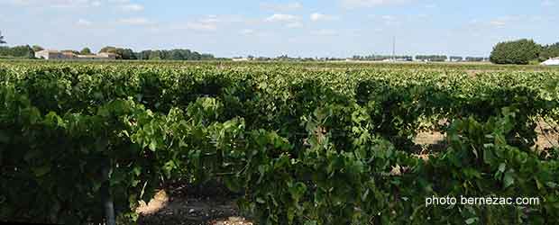 vignoble charentes