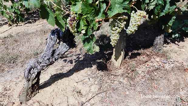 vignoble charentes