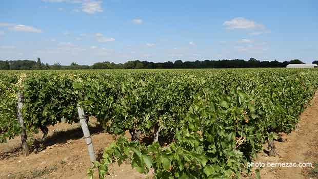 vignoble charentes