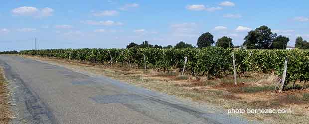 vignoble charentes