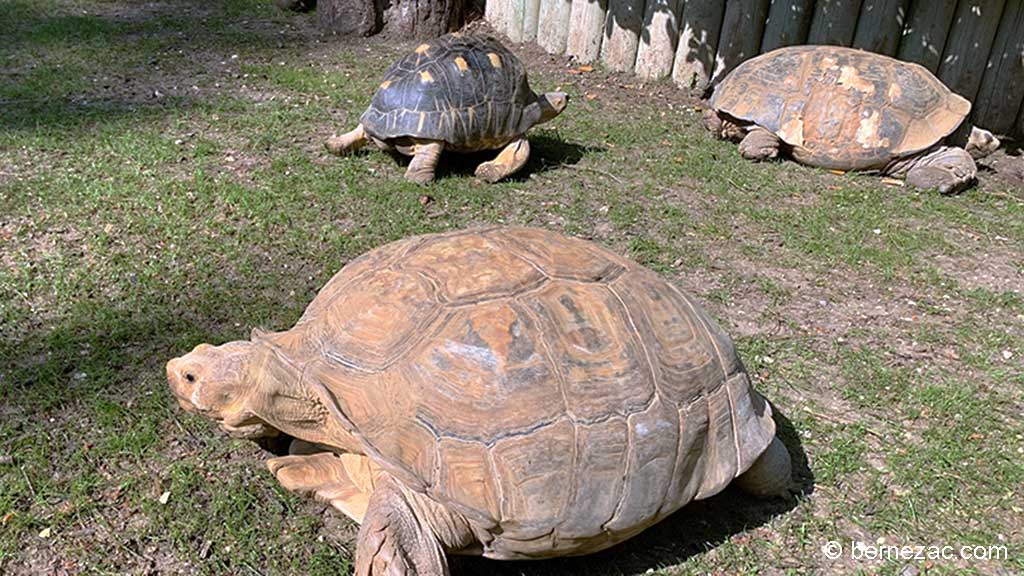 Zoo de La Palmyre