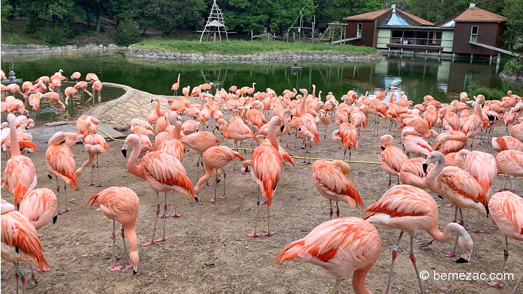 Zoo de La Palmyre