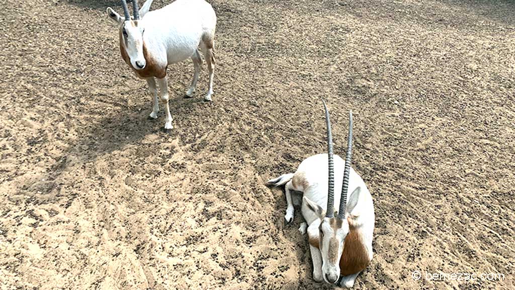 Zoo de La Palmyre