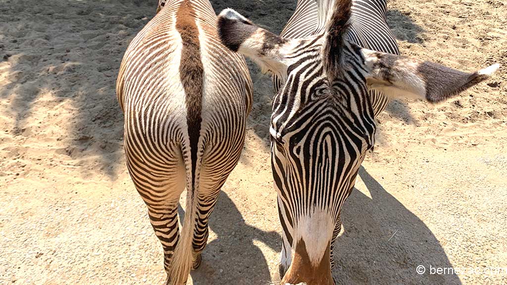 Zoo de La Palmyre