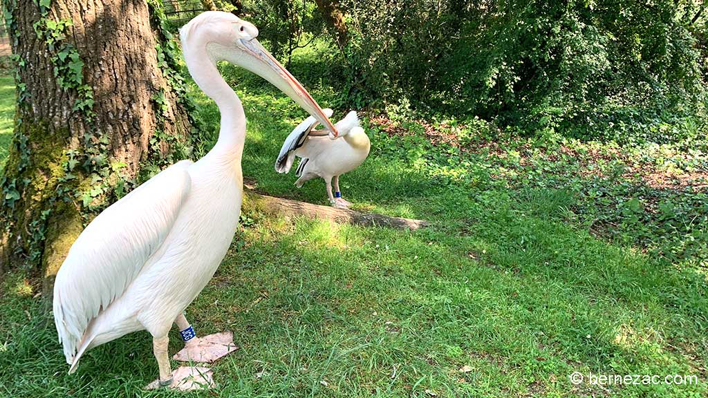 Zoo de La Palmyre