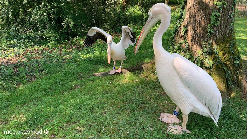 Zoo de La Palmyre