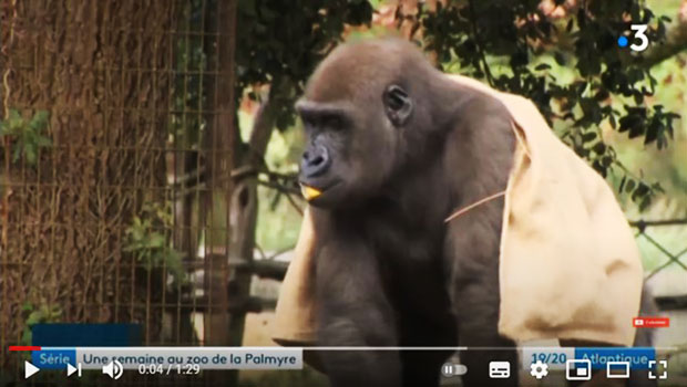 zoo de la palmyre, les grands singes