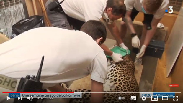 zoo de la palmyre, le vétérinaire