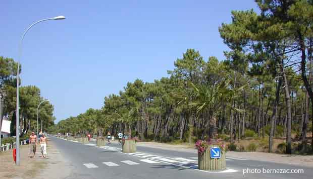 La Palmyre, avenue et pinède