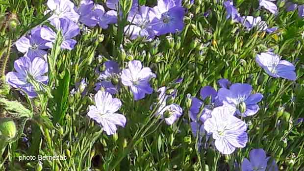 les fleurs bleues du lin