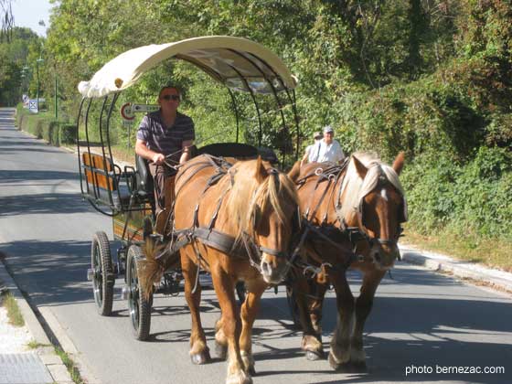 Marais Poitevin, promenade en calèche à Arçais