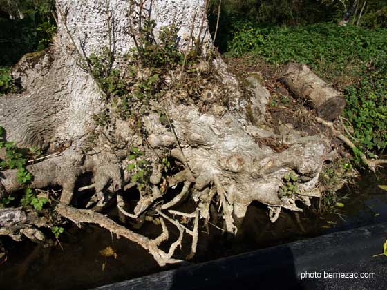 marais poitevin, racines d'un frêne têtard